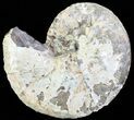 Iridescent Discoscaphites Ammonite - South Dakota #62604-1
